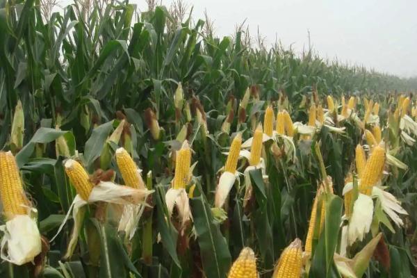 GP808玉米种子特征特性，适宜播种期3月上旬至5月下旬