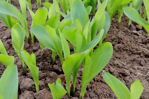 GP808玉米种子特征特性，适宜播种期3月上旬至5月下旬