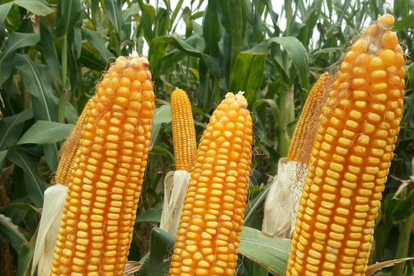 MC921玉米种子特征特性，密度5000株/亩左右