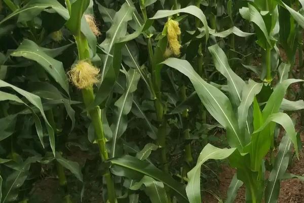 MC921玉米种子特征特性，密度5000株/亩左右