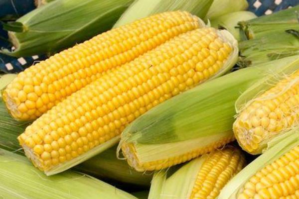MC921玉米种子特征特性，密度5000株/亩左右