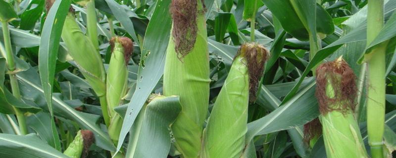 MC921玉米种子特征特性，密度5000株/亩左右