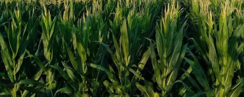 邦玉918玉米种子简介，密度4500株/亩左右