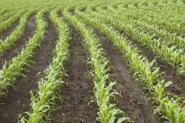 铁研9989玉米种子特征特性，适宜播种期4月下旬至5月上旬