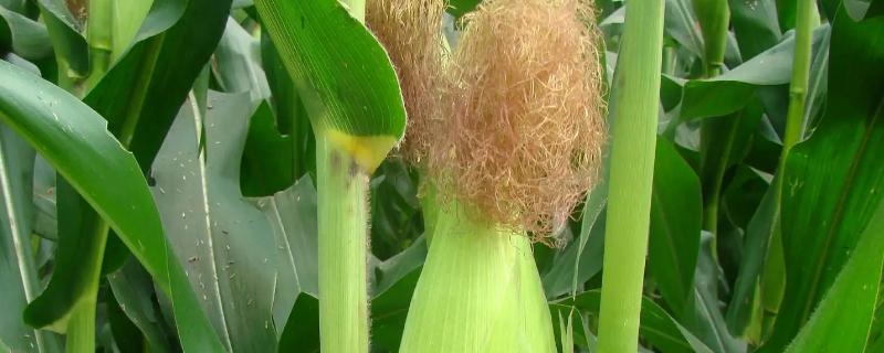 北农118玉米种子介绍，密度4500株/亩左右