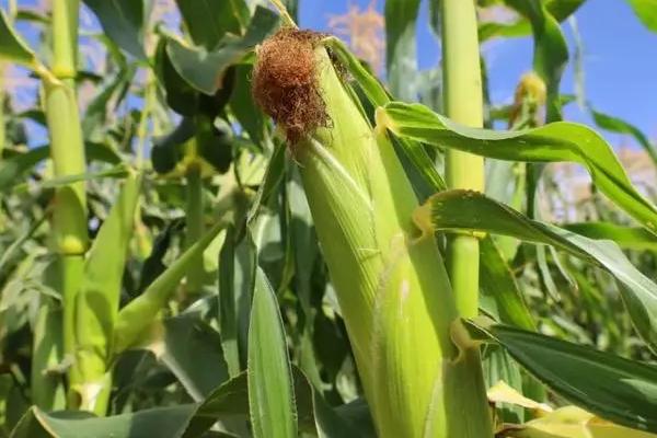 北农118玉米种子介绍，密度4500株/亩左右