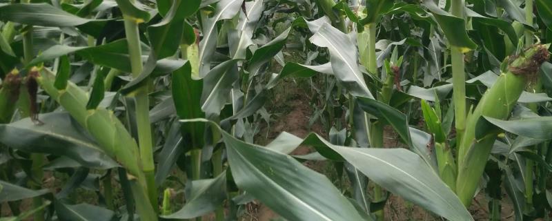 创玉837玉米品种简介,中抗茎腐病