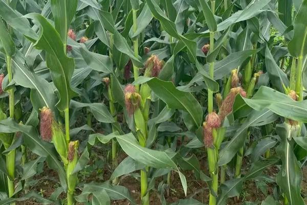 创玉837玉米品种简介，中抗茎腐病