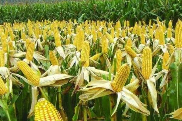 康农玉308玉米品种的特性，密度4000株/亩左右