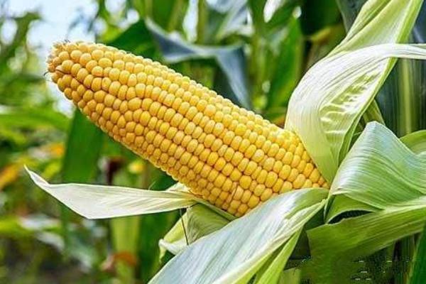 茭玉1723玉米种子介绍，密度4500—5000株/亩