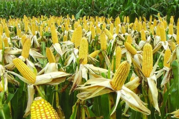 茭玉1723玉米种子介绍，密度4500—5000株/亩