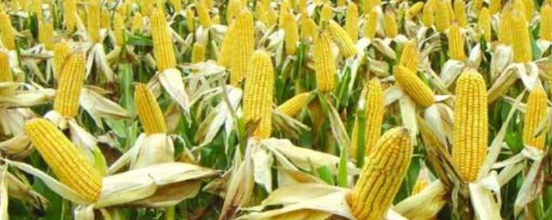 兆育103玉米种子特征特性，密度4500株/亩左右