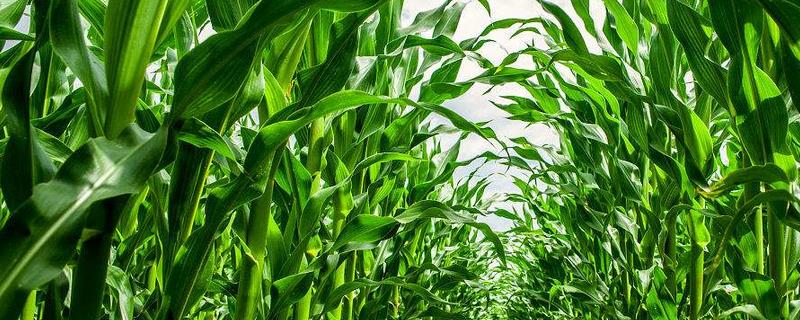 强盛503玉米品种的特性，中抗大斑病