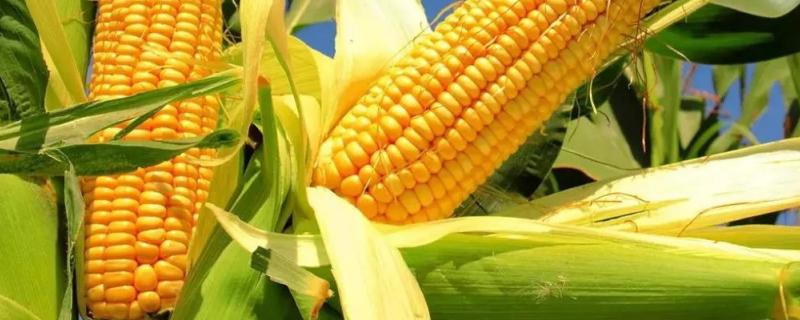 东单7398玉米品种的特性，适宜播种期4月下旬至5月上旬
