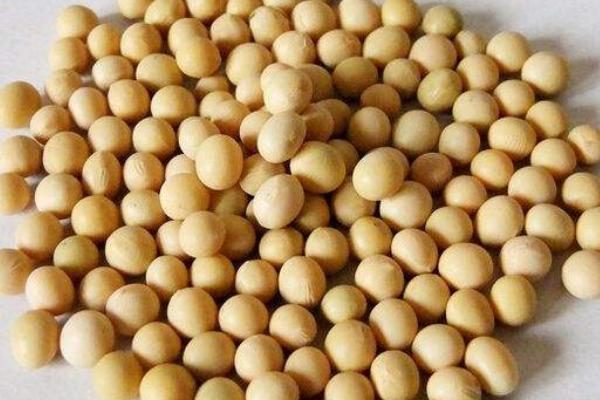 圣豆29大豆种子简介，种植密度