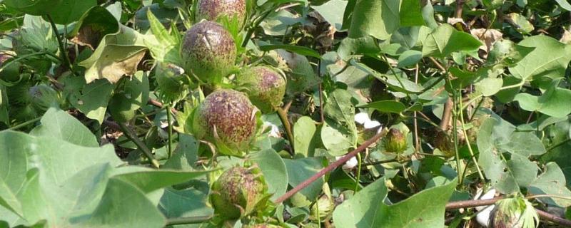 新惠棉1号棉花品种简介，虫害防治