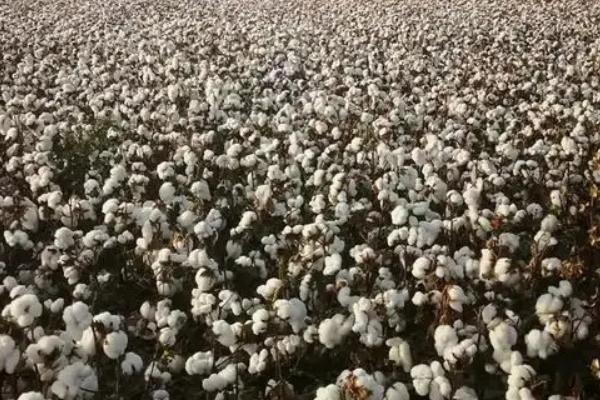 新惠棉1号棉花品种简介，虫害防治