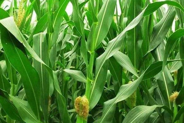 联创808R玉米种子特征特性，叶片和雌穗的抗性水平均为高抗