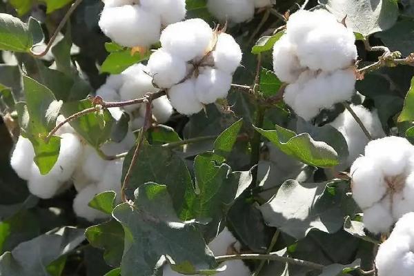 新惠棉1号棉花品种简介，虫害防治