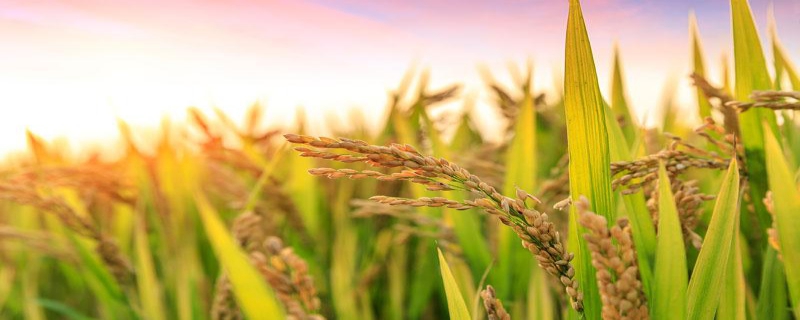 稻花香6号水稻品种简介，秧田播种量每亩15.0千克