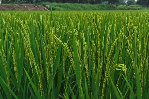 荃优2420水稻品种的特性，秧田播种量每亩15.0千克
