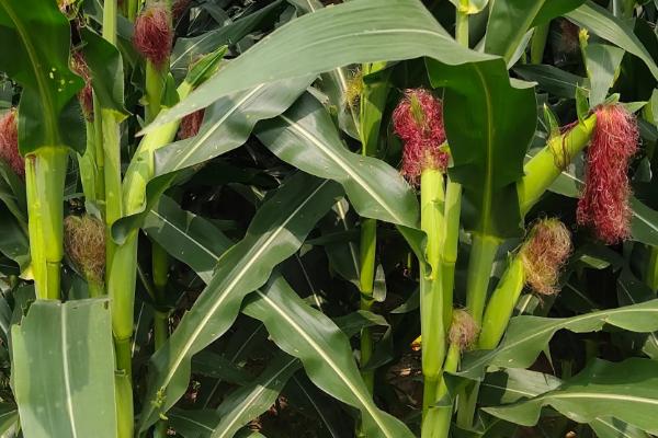 航研9013玉米品种的特性，适宜播期4月下旬至5月初