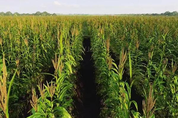 T3558玉米种子特点，中抗大斑病