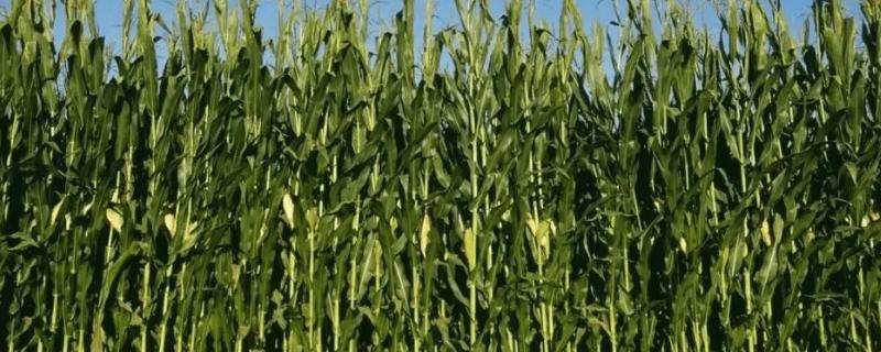 J769玉米种子特征特性，高抗茎腐病
