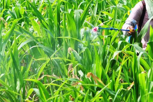 航研9013玉米品种的特性，适宜播期4月下旬至5月初