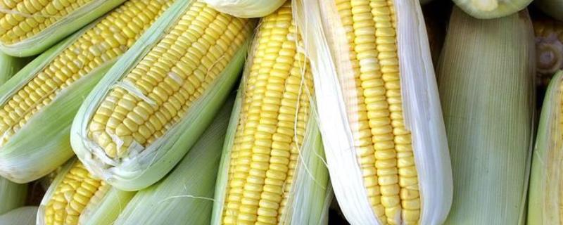 玉农215玉米种子特点，适宜播期4月下旬至5月上旬