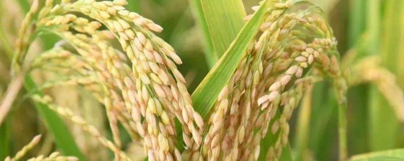 才香优纳香丝水稻种子特征特性，每亩插足基本苗7万以上