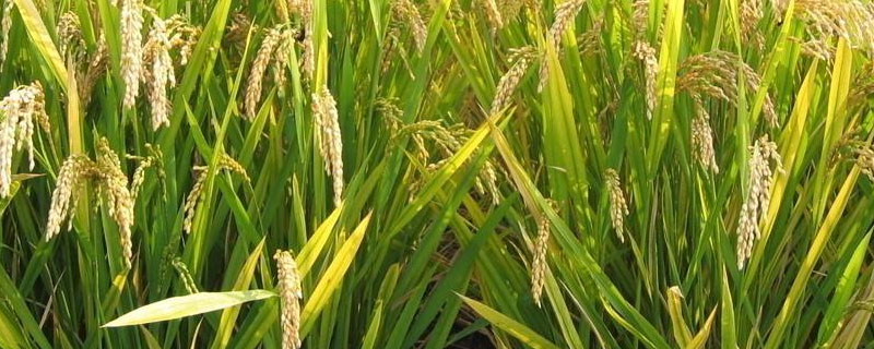 荃广优9085水稻种子介绍，每亩有效穗数15.0万穗