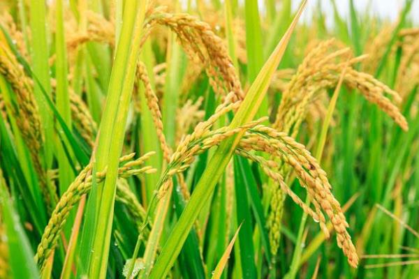 荃广优9085水稻种子介绍，每亩有效穗数15.0万穗