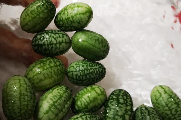 回乡创业有什么赚钱的种植项目，鱼腥草、香草、饲料牧草等种植项目值得考虑