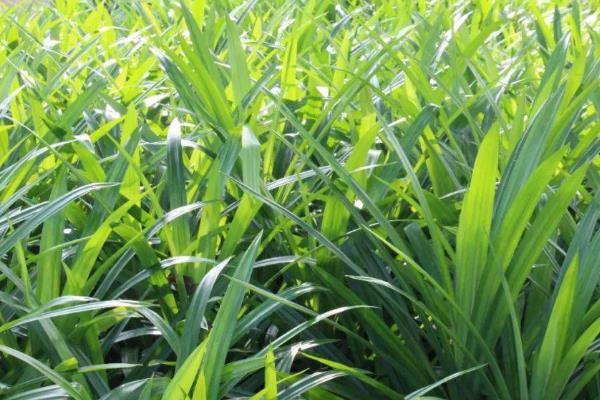 回乡创业有什么赚钱的种植项目，鱼腥草、香草、饲料牧草等种植项目值得考虑