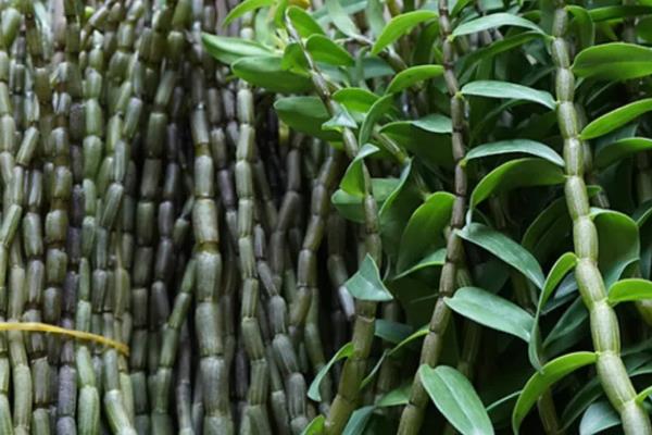 回乡创业有什么赚钱的种植项目，鱼腥草、香草、饲料牧草等种植项目值得考虑