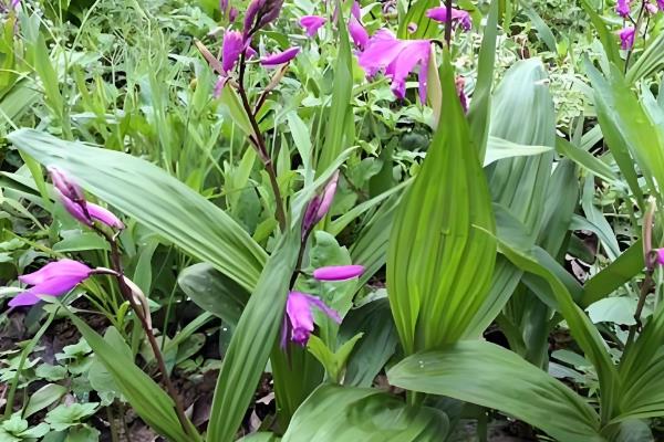 回乡创业有什么赚钱的种植项目，鱼腥草、香草、饲料牧草等种植项目值得考虑