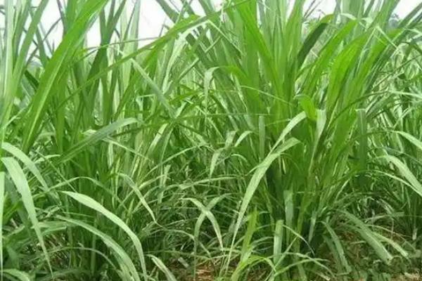 回乡创业有什么赚钱的种植项目，鱼腥草、香草、饲料牧草等种植项目值得考虑