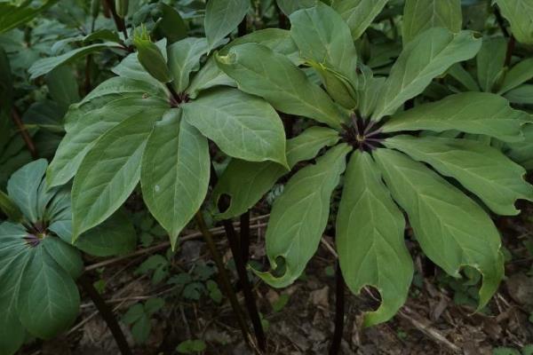 回乡创业有什么赚钱的种植项目，鱼腥草、香草、饲料牧草等种植项目值得考虑