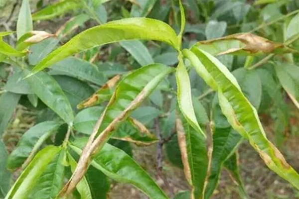 桃树叶子发黄的原因,可能是光照不足所致