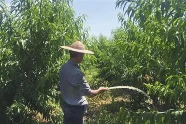 桃树叶子发黄的原因,可能是光照不足所致