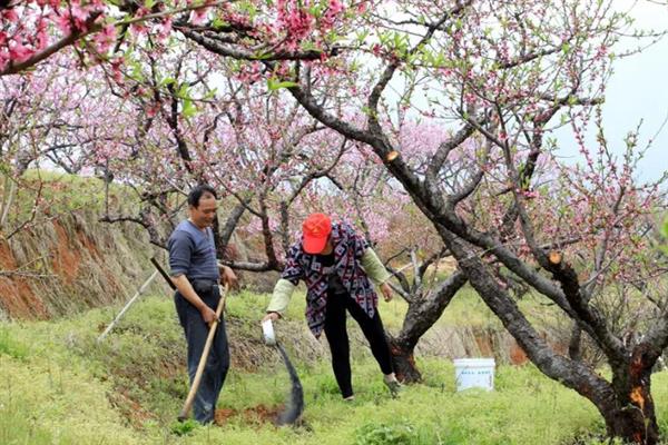 桃树叶子发黄的原因,可能是光照不足所致