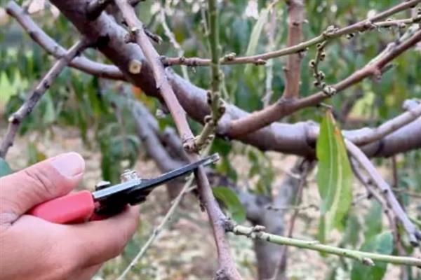 桃树叶子发黄的原因,可能是光照不足所致