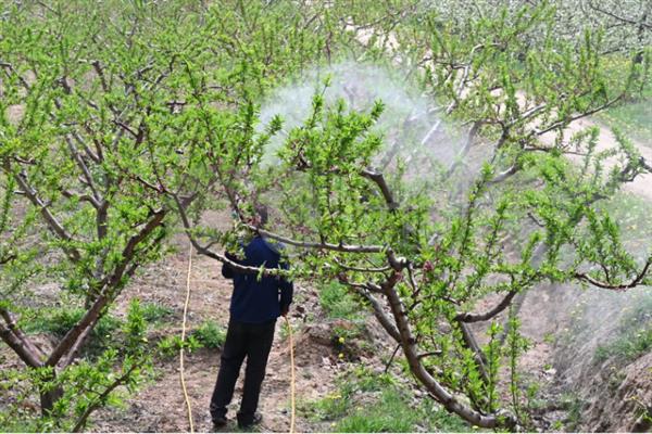 桃树叶子发黄的原因,可能是光照不足所致