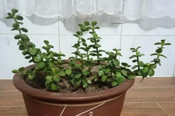 让金枝玉叶爆盆的方法,生长季节每隔半个月追肥一次