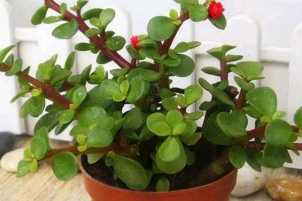 让金枝玉叶爆盆的方法,生长季节每隔半个月追肥一次