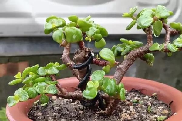 让金枝玉叶爆盆的方法,生长季节每隔半个月追肥一次