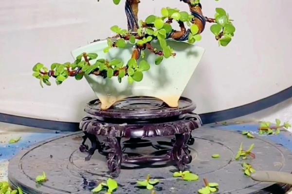 让金枝玉叶爆盆的方法,生长季节每隔半个月追肥一次