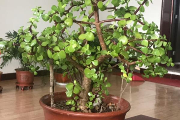 让金枝玉叶爆盆的方法,生长季节每隔半个月追肥一次