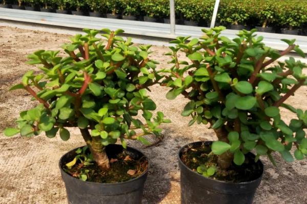 让金枝玉叶爆盆的方法,生长季节每隔半个月追肥一次